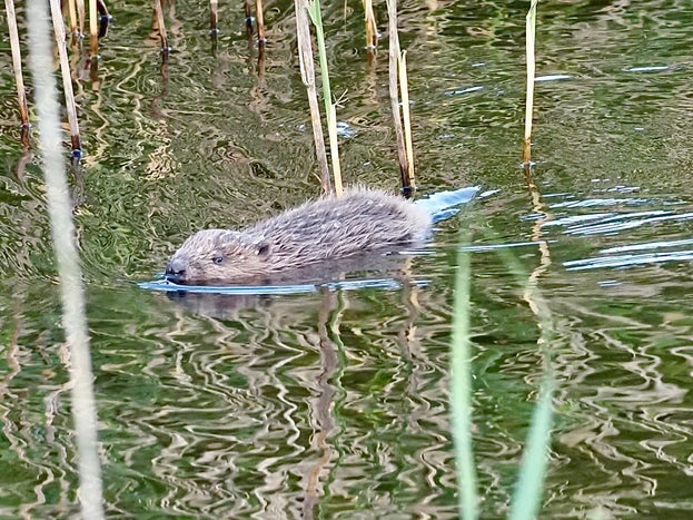 Beaver kit swimming amidst river vegetation. It's fur is wet and sticking up, eyes looking into the camera.